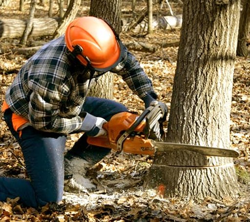 Tree Removal in West Green, GA